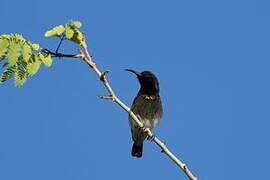 Dusky Sunbird