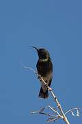 Dusky Sunbird