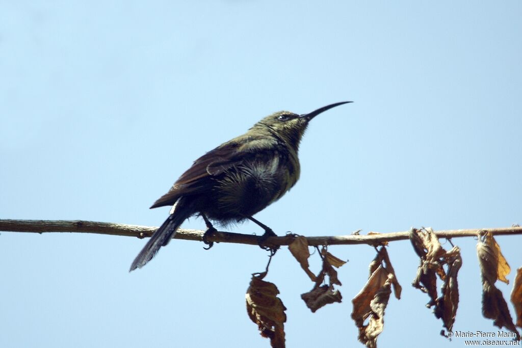 Malachite Sunbird male adult transition