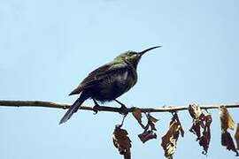 Malachite Sunbird