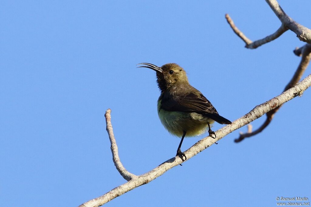 Souimanga Sunbird female adult