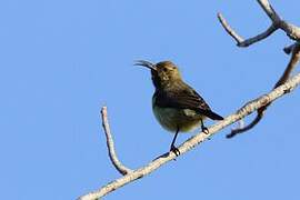 Souimanga Sunbird