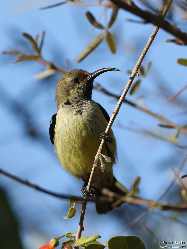 Souimanga Sunbird