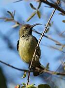 Souimanga Sunbird