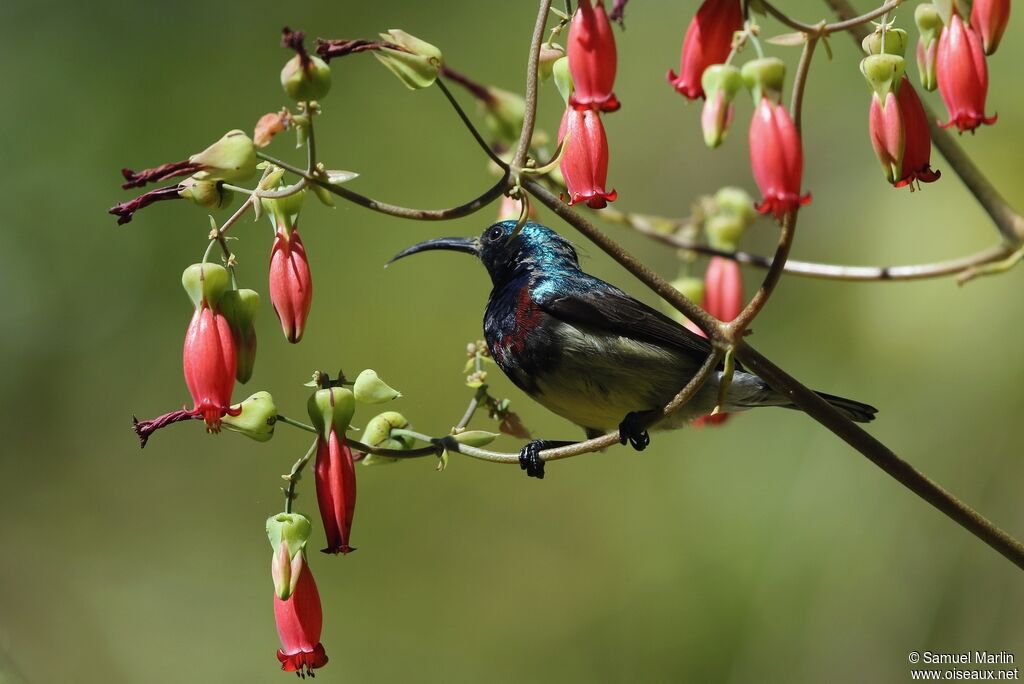 Souimanga Sunbird male adult