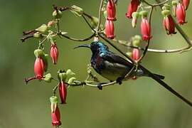 Souimanga Sunbird