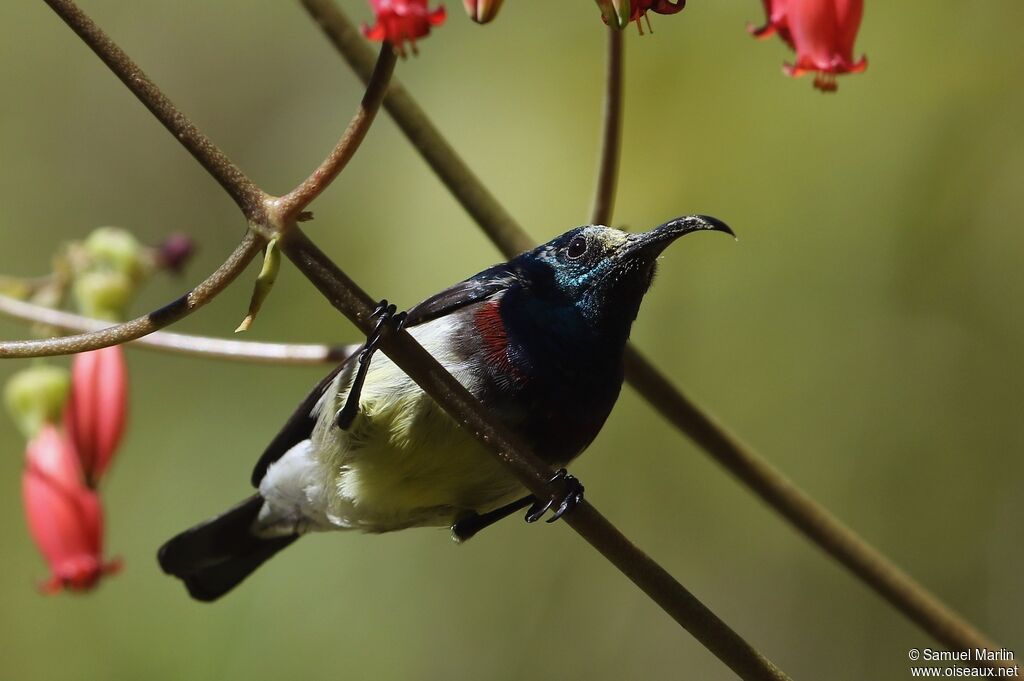 Souimanga Sunbird male adult