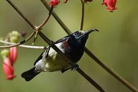 Souimanga Sunbird