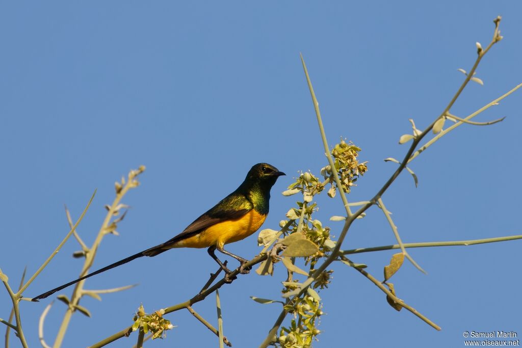 Pygmy Sunbird