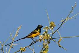 Pygmy Sunbird