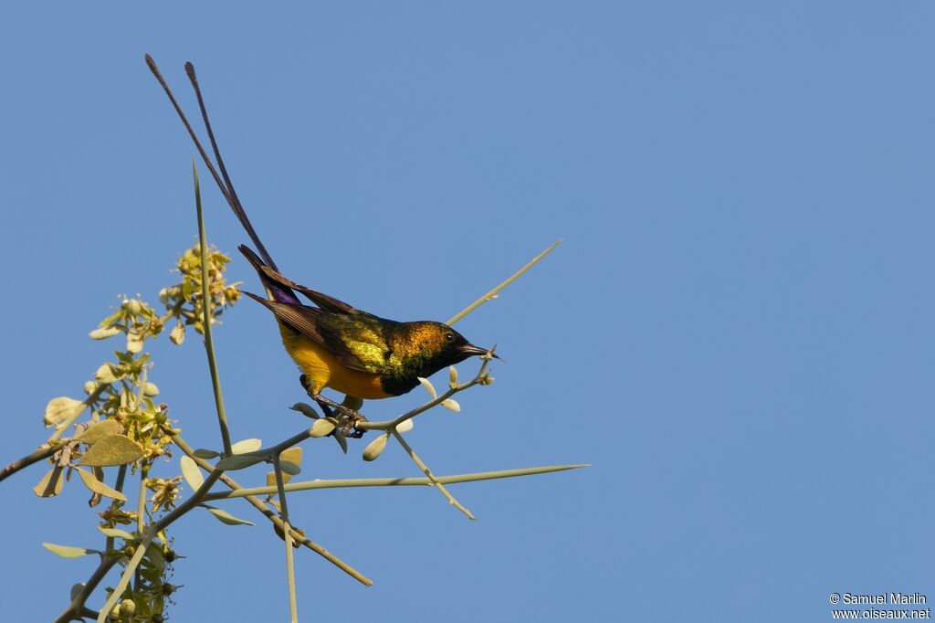 Pygmy Sunbird