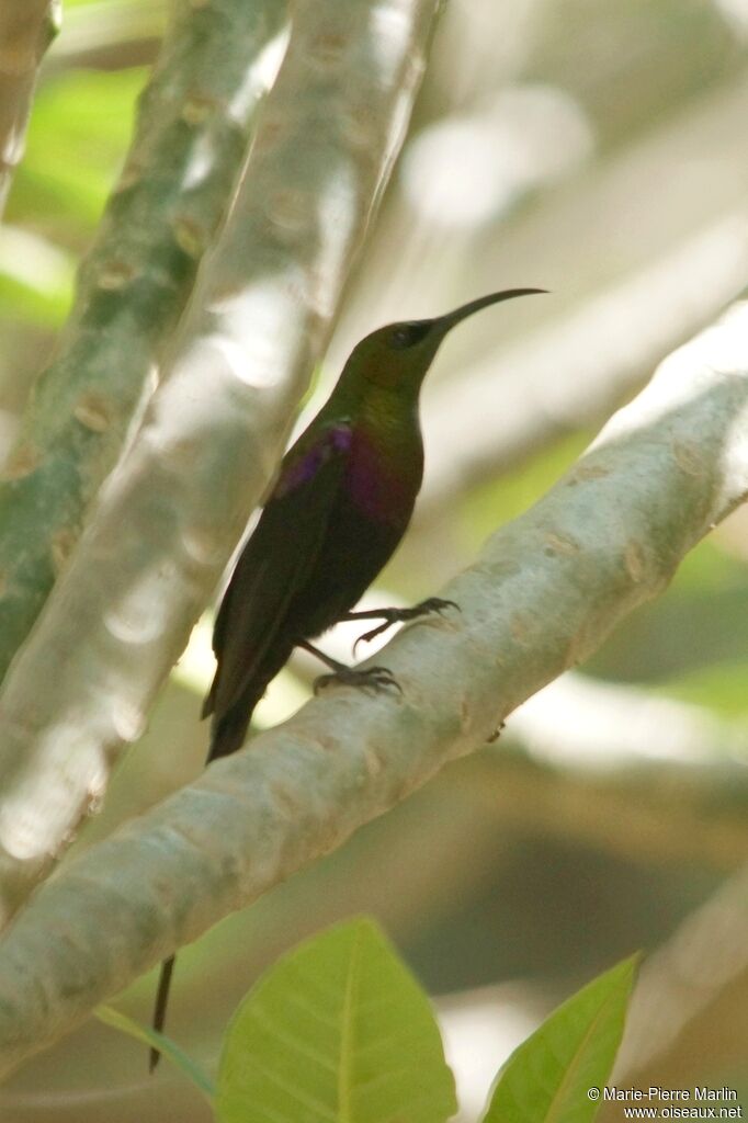 Tacazze Sunbird male adult