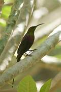 Tacazze Sunbird