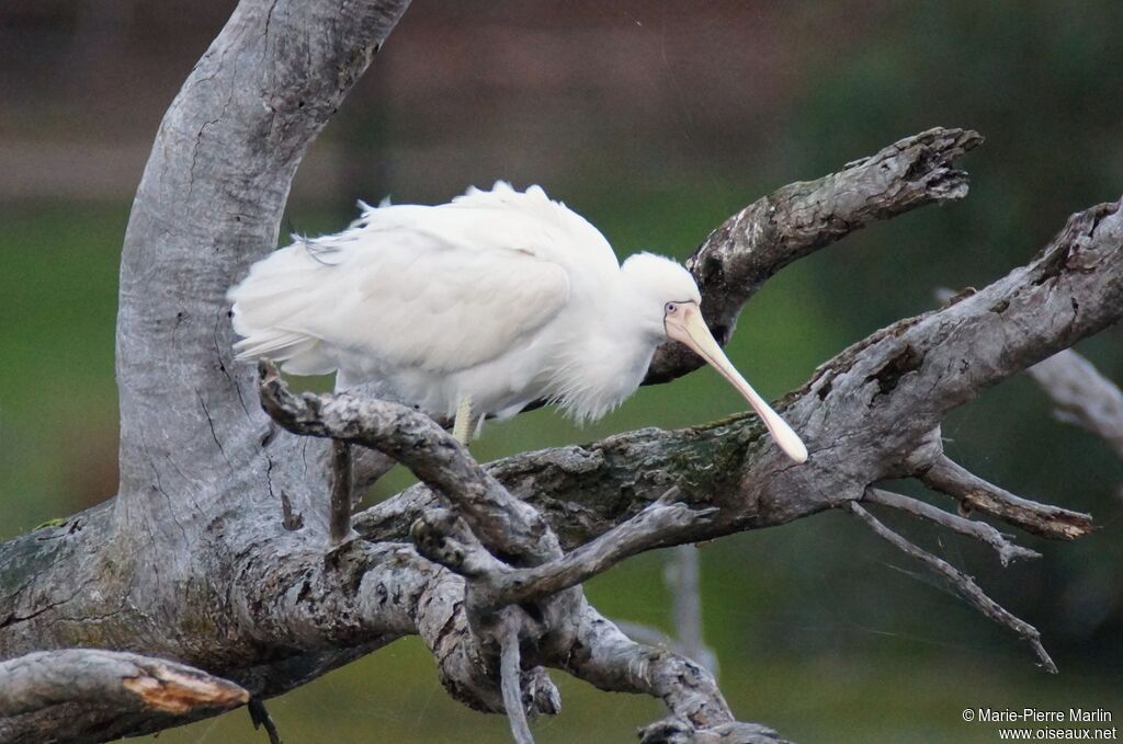 Yellow-billed Spoonbilladult