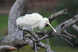 Yellow-billed Spoonbill