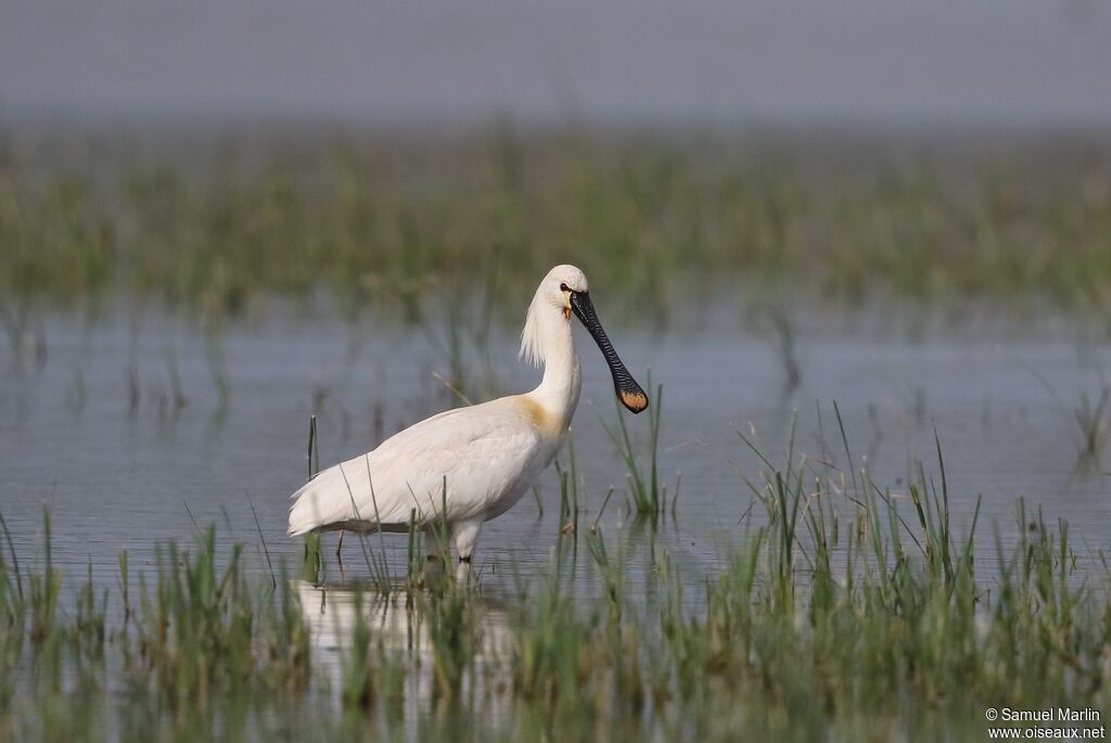 Eurasian Spoonbill