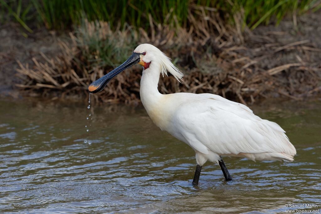 Eurasian Spoonbilladult breeding