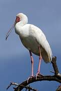 African Spoonbill