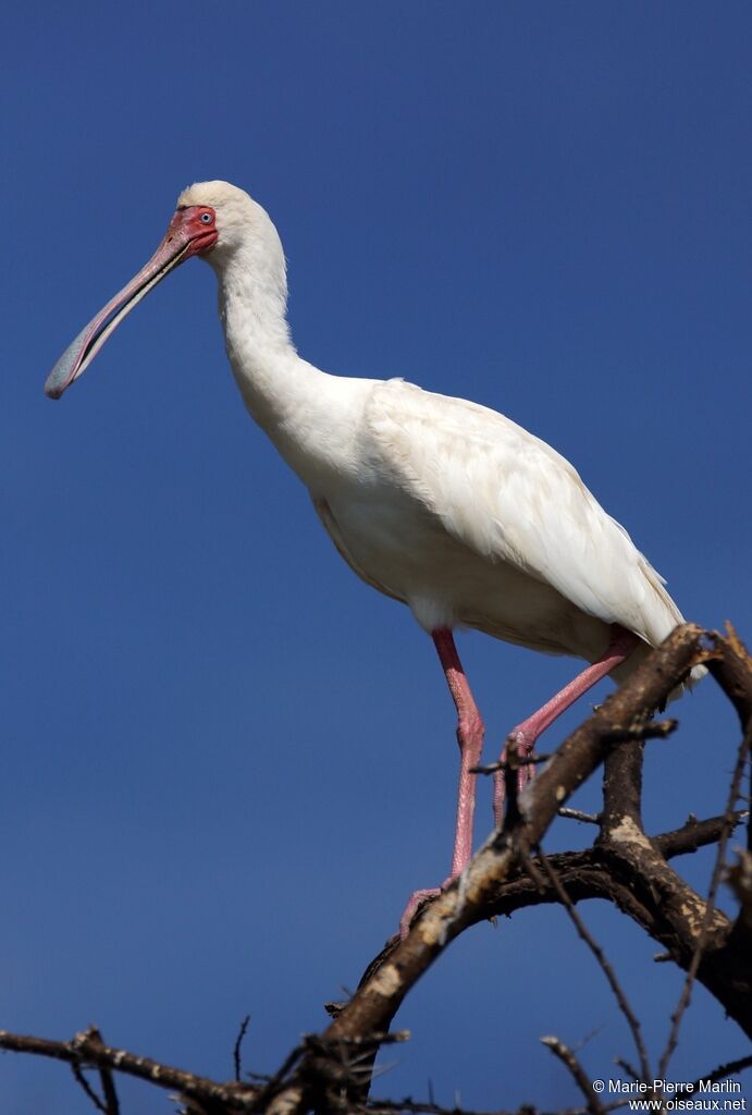 African Spoonbilladult