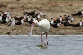 African Spoonbill