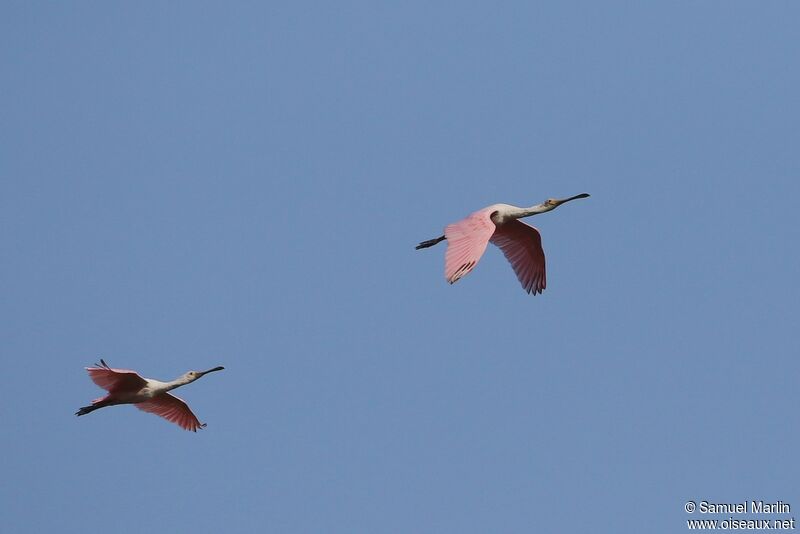 Roseate Spoonbilladult, Flight