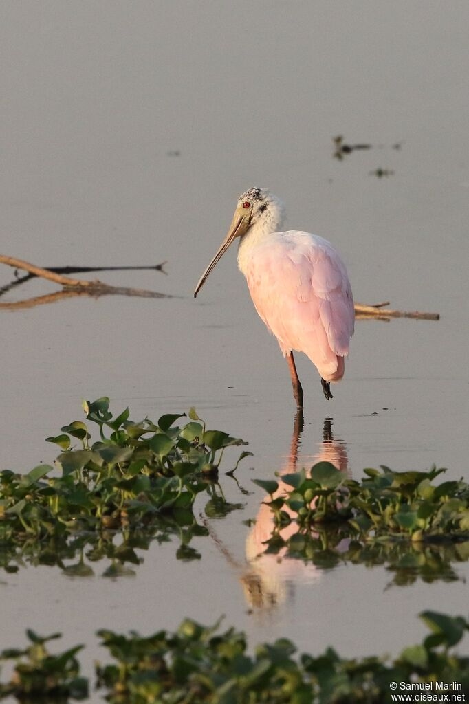 Roseate Spoonbilladult