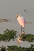 Roseate Spoonbill