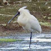 Royal Spoonbill