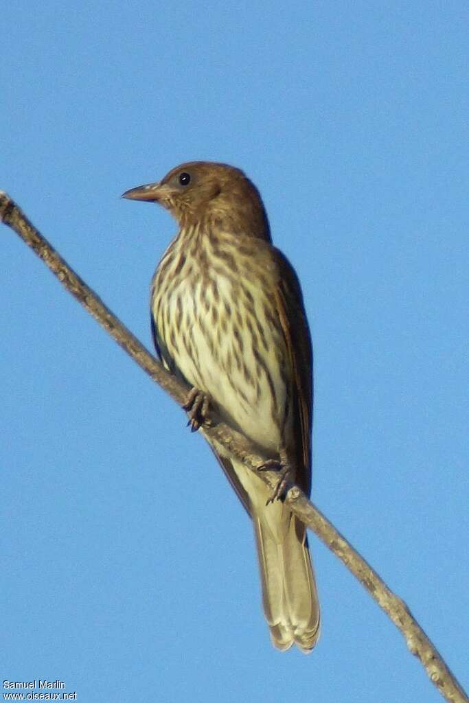 Australasian Figbird female adult