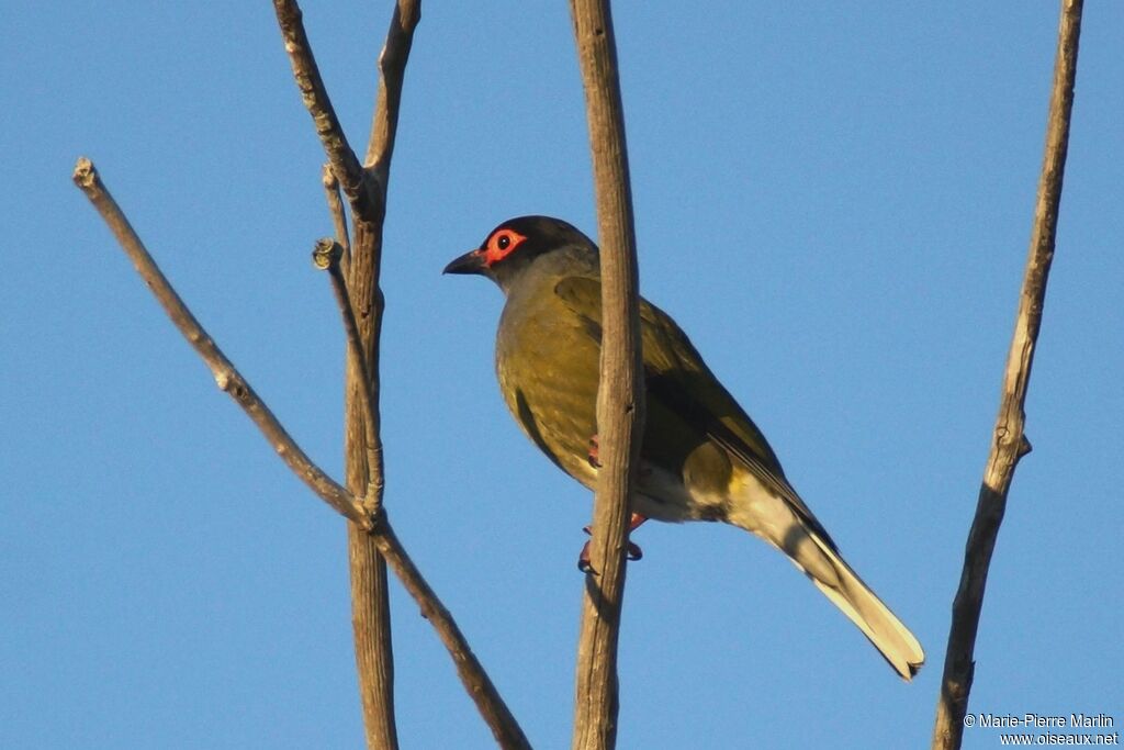 Australasian Figbird