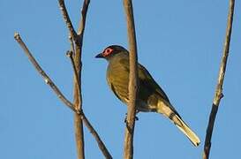 Australasian Figbird