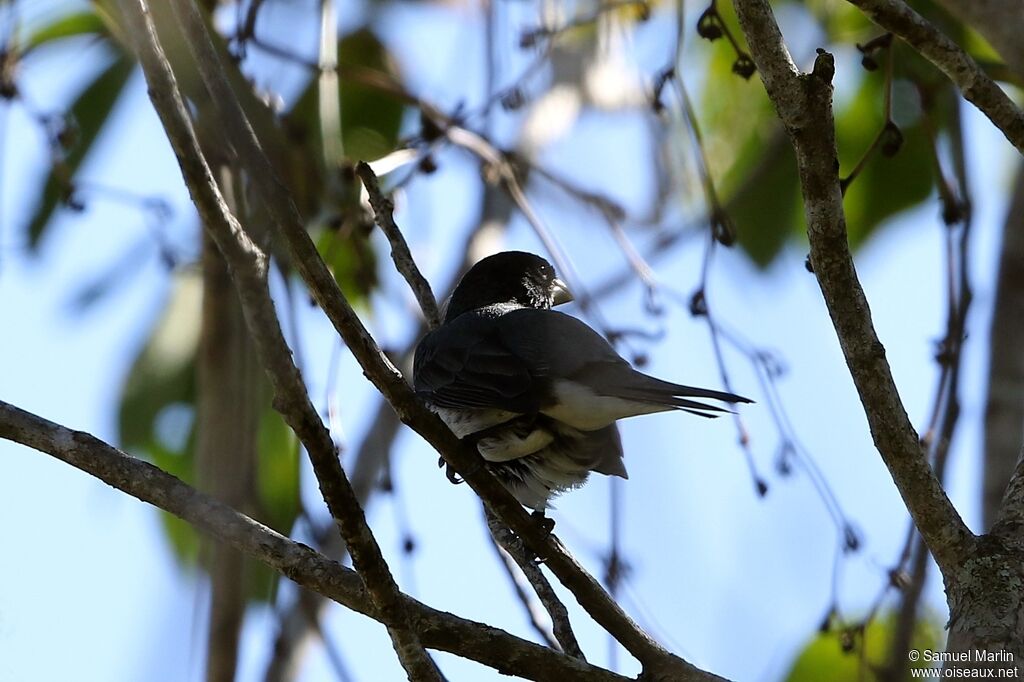 Yellow-bellied Seedeateradult