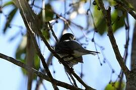 Yellow-bellied Seedeater