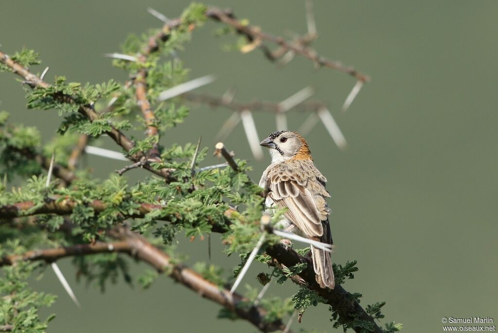 Speckle-fronted Weaveradult