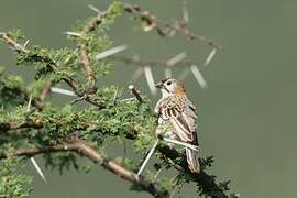 Speckle-fronted Weaver