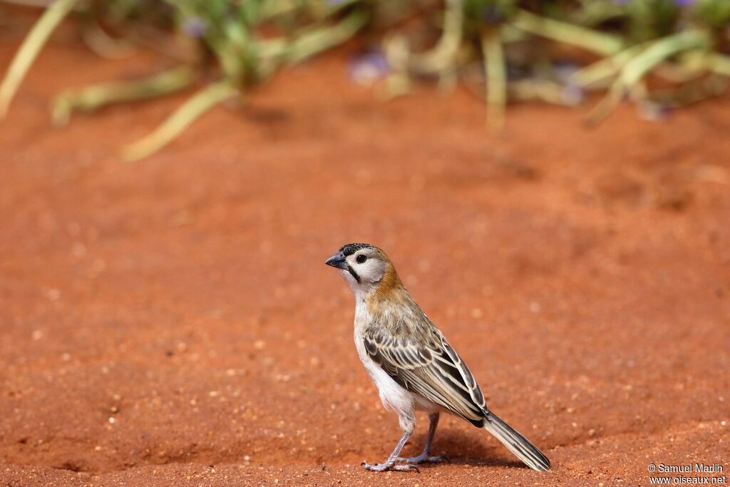 Speckle-fronted Weaveradult