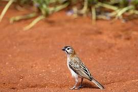 Speckle-fronted Weaver