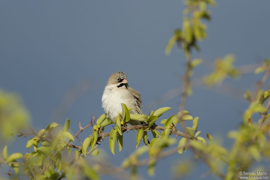 Scaly-feathered Weaveradult