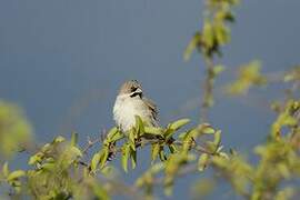 Scaly-feathered Weaver