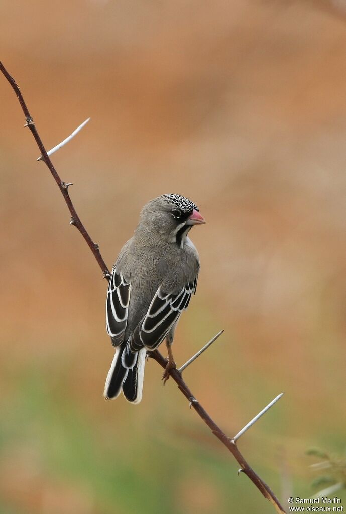 Scaly-feathered Weaveradult