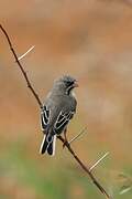 Scaly-feathered Weaver