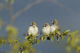 Scaly-feathered Weaver