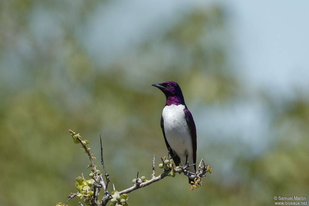 Violet-backed Starlingadult