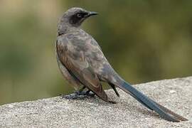 Ashy Starling