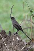 Ashy Starling