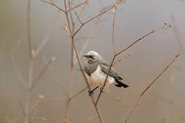 Fischer's Starling