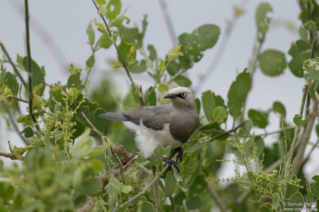 Fischer's Starlingadult