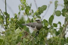 Fischer's Starling