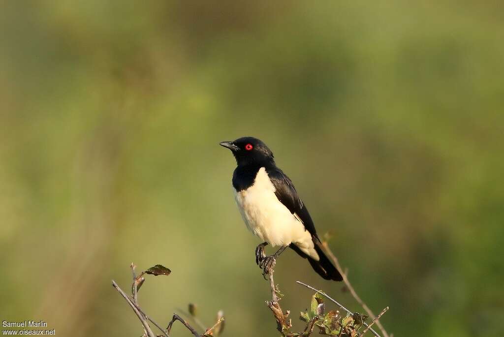 Spréo pie mâle adulte, identification