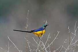 Golden-breasted Starling